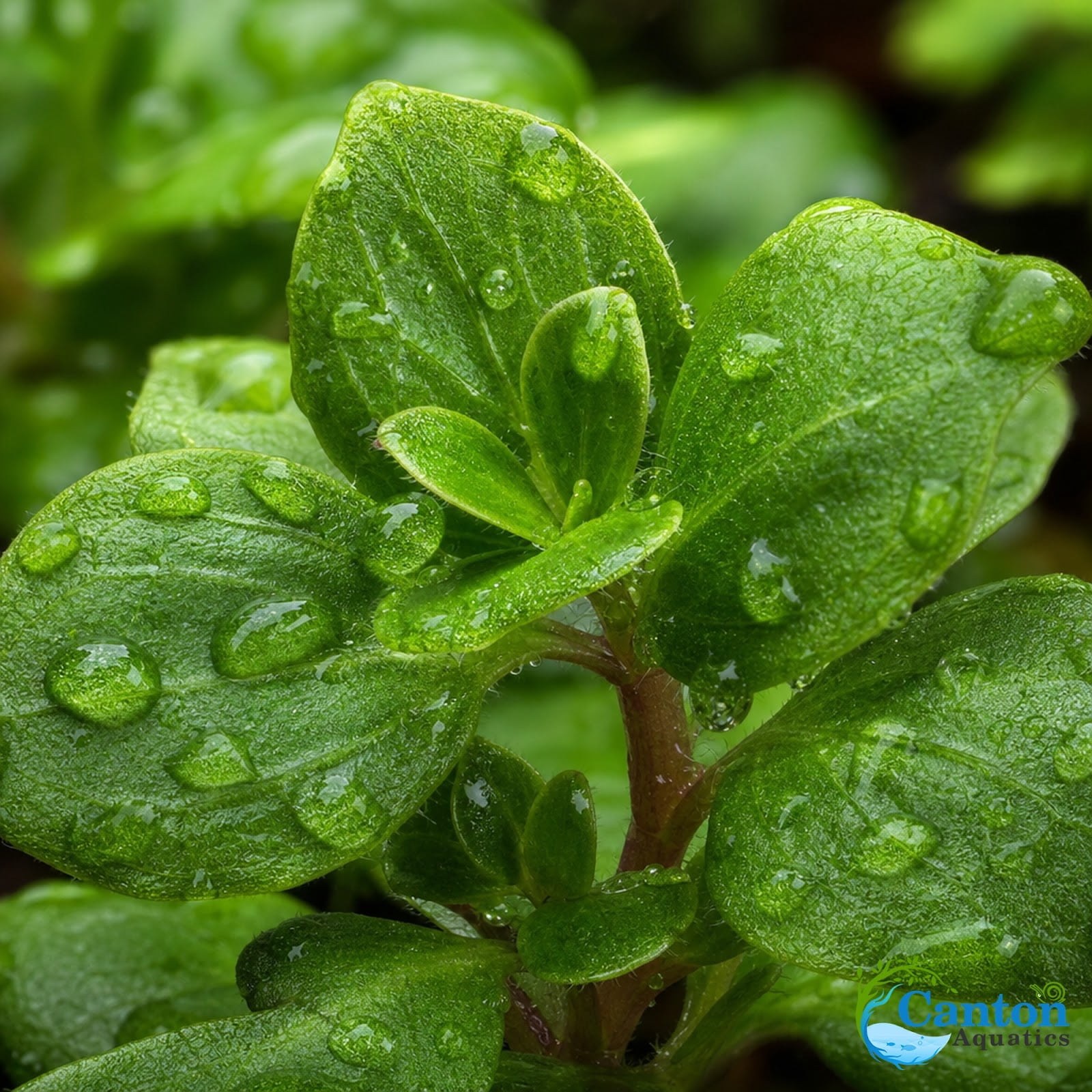 Canton Aquatics Staurogyne Repens Live Aquarium Plant 3 Portions Freshwater
