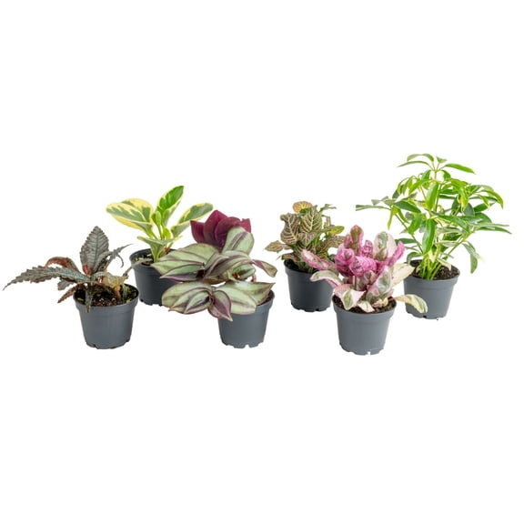 Costa Farms 4" Tiny Plants Assorted Live House Plants in 2.5" Grower Pot (6 Count)