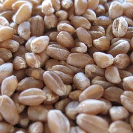 Organic Hard Red Winter Wheat Berries Seeds 8 Oz – Non-GMO, High-Germination Sprouting Seeds for Wheatgrass, Flour, or Food Storage – Certified Organic Triticum Aestivum—Bulk & Resealable Packs