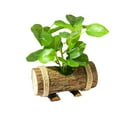 thumbnail image 1 of Macetas de madera creativas y adornos domésticos de bonsái verde. Ormromra  CPB-YL597-1, 1 of 5
