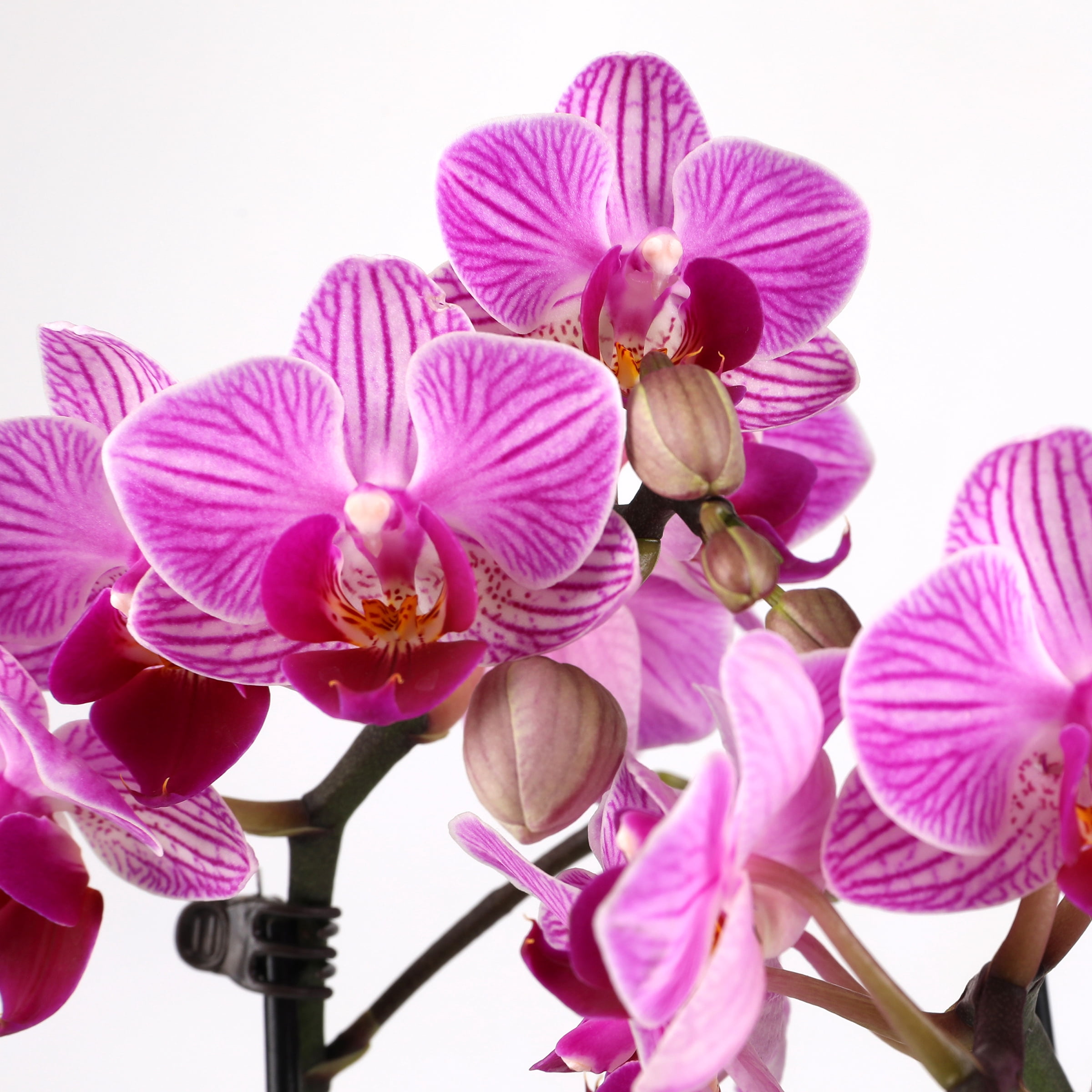 Green Circle Growers 2.5" Orchid in Pink Terrazzo Pot – Happy Birthday Gift