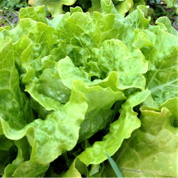 Black Seeded Simpson Lead Lettuce Seeds - 500 Count Seed Pack - One of The Most Tender and delicately Flavored Leaf lettuces - Country Creek LLC