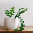 thumbnail image 2 of 'Ric Rac' Fishbone Cactus, 2 of 6