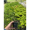 thumbnail image 3 of 2 Southern Magnolia in a 3.5 inch pot, 3 of 5