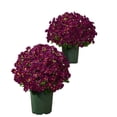 thumbnail image 5 of Clearance!!21 Artificial Chrysanthemums for Home Decor and Memorials, Lifelike Silk Flowers, 10 Bunches, 5 of 7