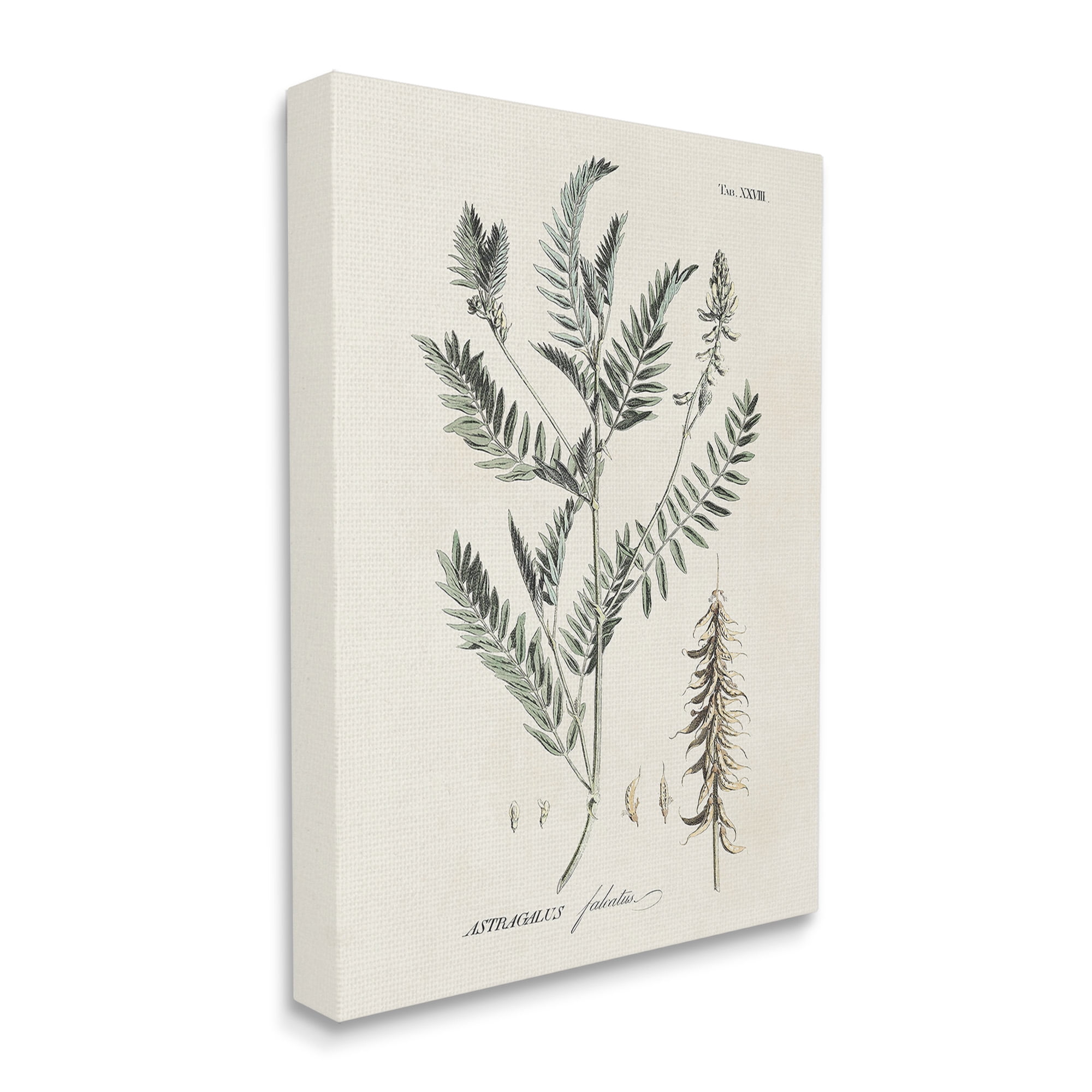 Stupell Industries Woodland Leaf Study Botanical & Floral Painting Gallery Wrapped Canvas Art Print Wall Art, 30 x 40