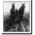 thumbnail image 2 of Historic Framed Print, Macon county, Ga. Jan. 1940. Plowing cotton field for spring planting, 17-7/8" x 21-7/8", 2 of 9