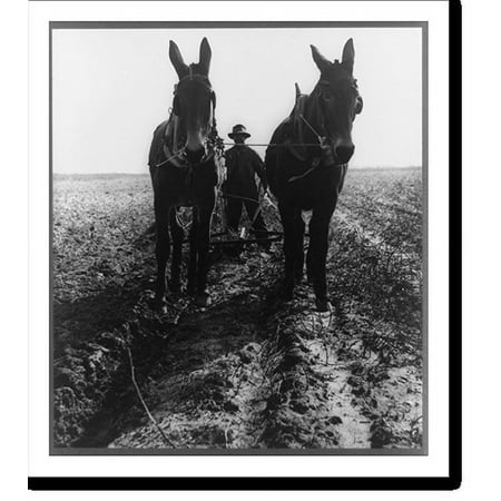 Historic Print, Macon county, Ga. Jan. 1940. Plowing cotton field for spring planting, 18" x 24"