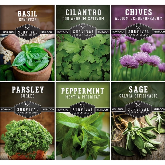 5 Packs Hydroponic Herb Seed - Sage, Peppermint, Parsley, Chives, Cilantro, Basil - Full Sun Annual & More