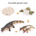 thumbnail image 2 of Crocodile Growing Toy Set, Simulation Animals Egg To Animal Figures Toy Crocodile Growth Cycle Figures Model Kids Early Learning Toys, 2 of 5