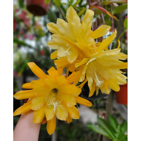 Live Yellow Epiphyllum Orchid Cactus Queen of the Night Succulent Plants 4"Pot, Big Flowers Climbing Epiphyllum Oxypetalum Vine