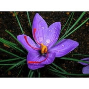 Saffron Crocus 30 Bulbs