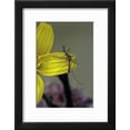 thumbnail image 2 of Culex Pipiens Common House Mosquito  on a Flower, Animals Botanical Framed Art Print Wall Art by Paul Starosta Sold by Art.Com, 2 of 6