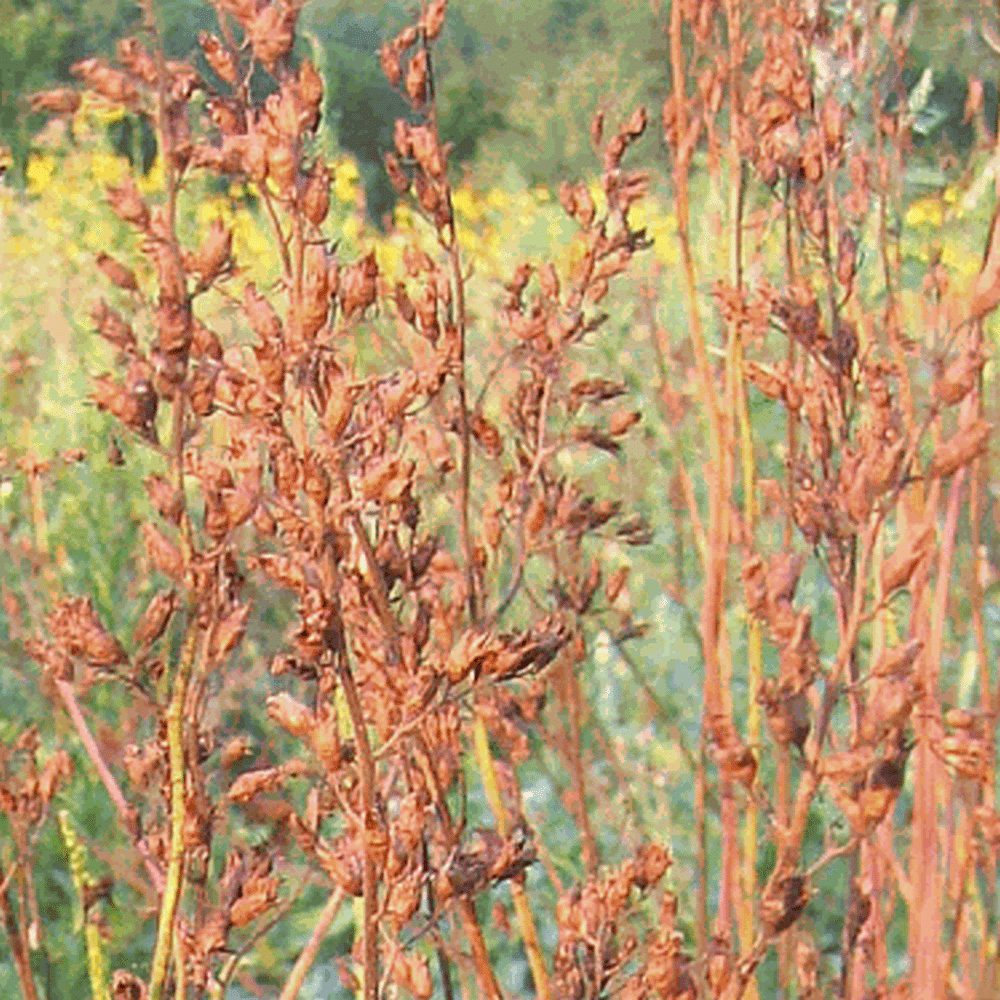 Everwilde Farms - 1 oz Prairie Alumroot Native Wildflower Seeds - Gold Vault Bulk Seed Packet