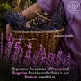 thumbnail image 5 of Majestic Pure Lavender Essential Oil, Premium Grade, Pure and Natural, Bulgarian, for Aromatherapy, Massage, Topical & Household Uses, 1 fl oz, 5 of 9