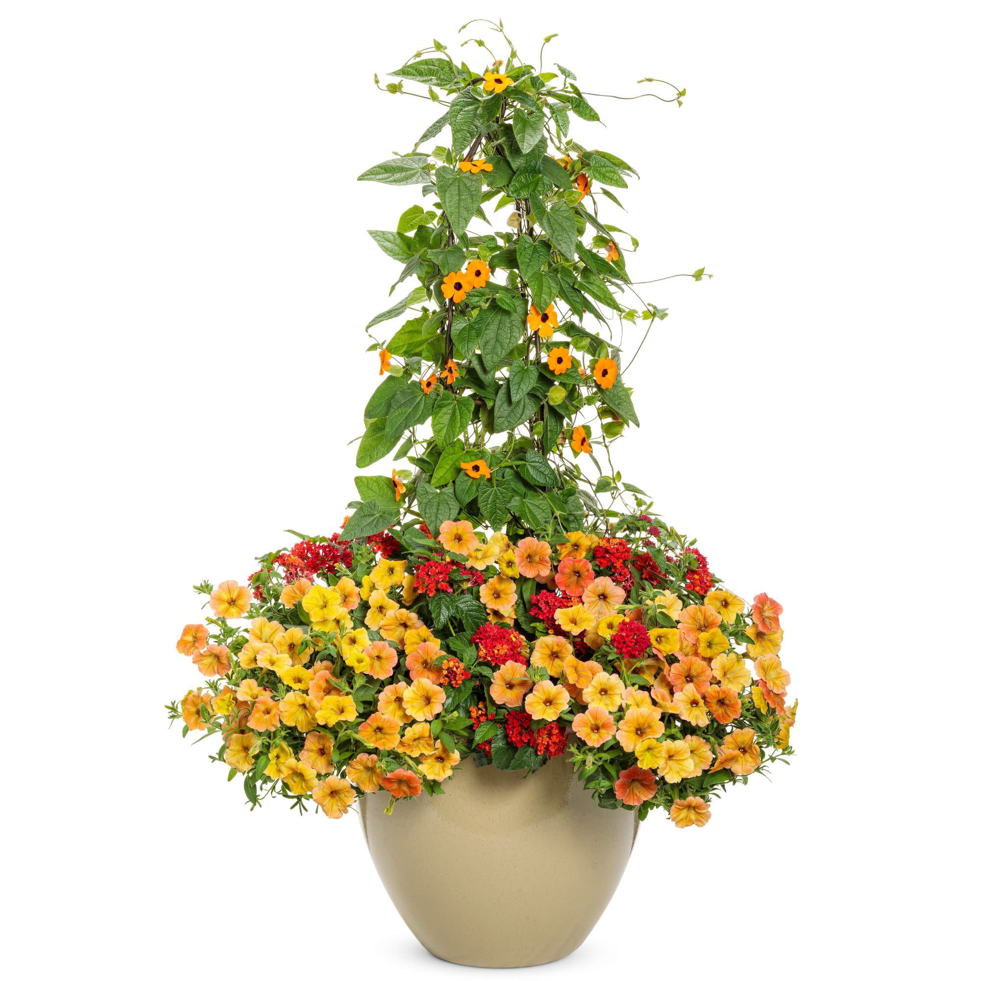 Proven Winners 4" Luscious Royale Red Zone Lantana Live Plant in 4.25" Pot (4 Count)