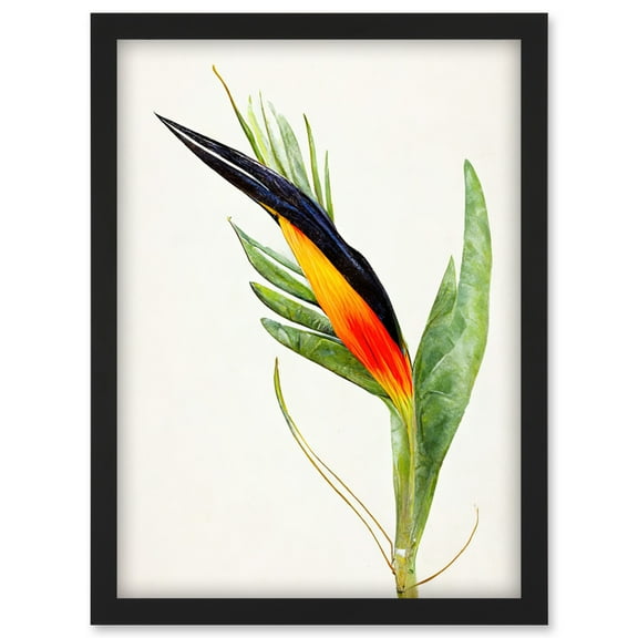 Bird Of Paradise Flower Plant Elegant Illustration Artwork Framed Wall Art Print A4