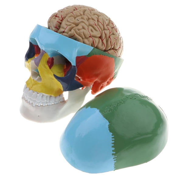 De Cráneo Coloreada De Tamaño : 8 Piezas Extraíbles Modelo De Encefálico Cerebral Suministros De