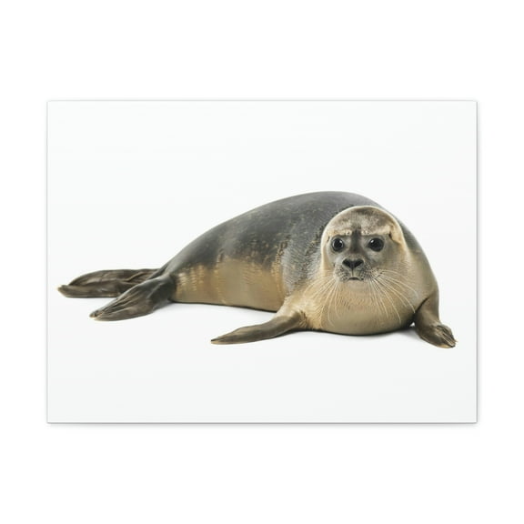 Common Seal Hunting Common Seal on Hunt Print Animal Wall Art Wildlife Canvas Prints Wall Art Ready to Hang Unframed