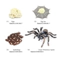 thumbnail image 3 of Bewildely 1 Juego de modelo de gusano de pala, Material plástico Premium, figuritas de insectos significativas, modelos de crecimiento educativo temprano Juguetes Educativos araña blanca NO24 Bewildely FN010083-24, 3 of 6