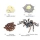 thumbnail image 3 of Bewildely 1 Juego de modelo de gusano de pala, Material plástico Premium, figuritas de insectos significativas, modelos de crecimiento educativo temprano Juguetes Educativos araña blanca NO24 Bewildely FN010083-24, 3 of 6