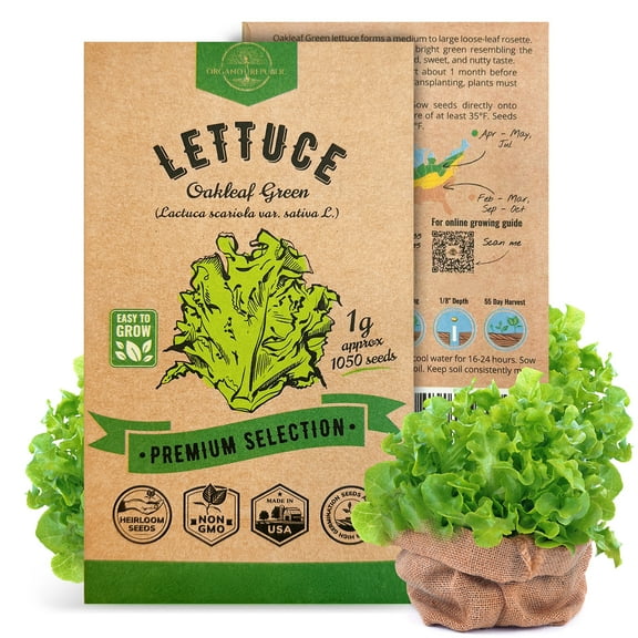 Organo Republic Lettuce Oakleaf Seeds – 800  Non-GMO Heirloom Seeds, 1G Packet for Planting Greens Indoors & Outdoors, Tender Leafy Lettuce for Home Garden