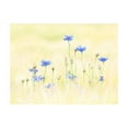 thumbnail image 3 of Tiptophomedecor Floral Wallpaper Wall Mural - Cornflowers, 3 of 4