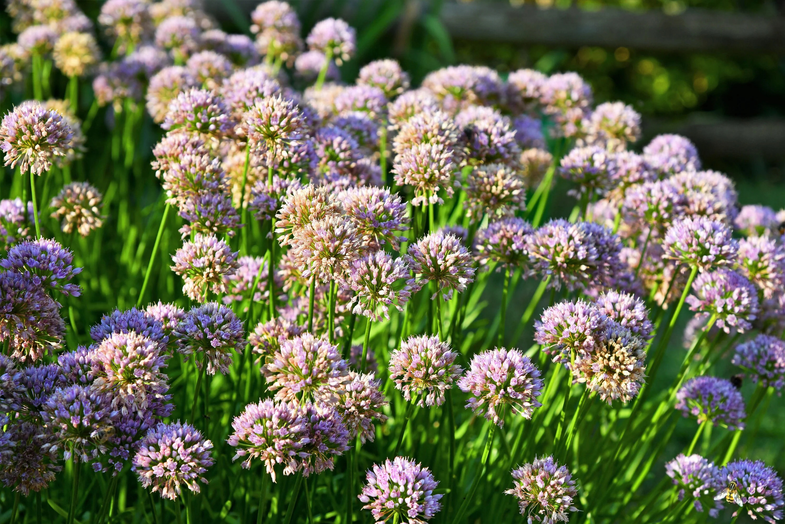 10 Seeds MOUSE GARLIC Allium Angulosum Wild Garlic Pink Flower Herb Seeds - image 3 of 6