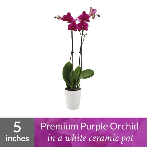 Just Add Ice Orchid Plant, 16-30” Tall, Purple Orchid, 5” Tan Ceramic Pot