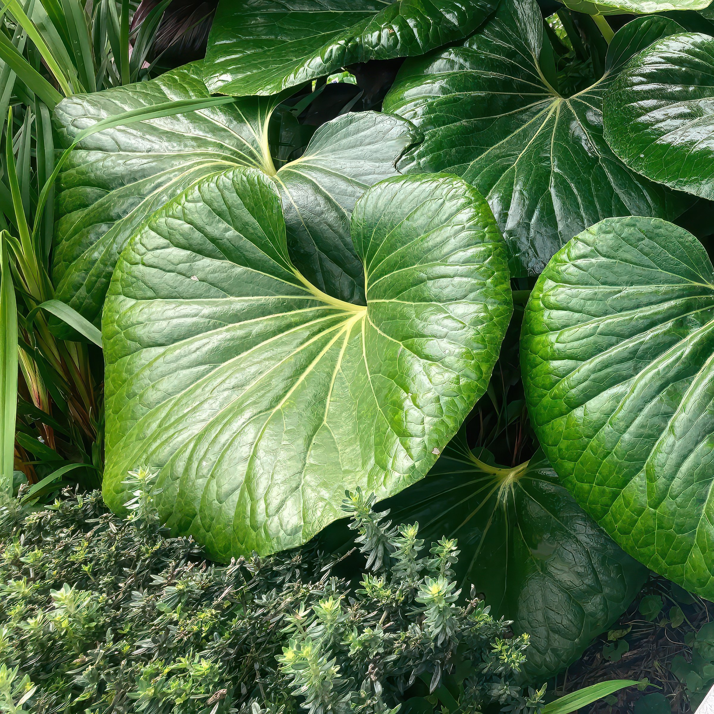 National Plant Network 1 gal. Farfugium Giganteum Tractor Seat Perennial Plant