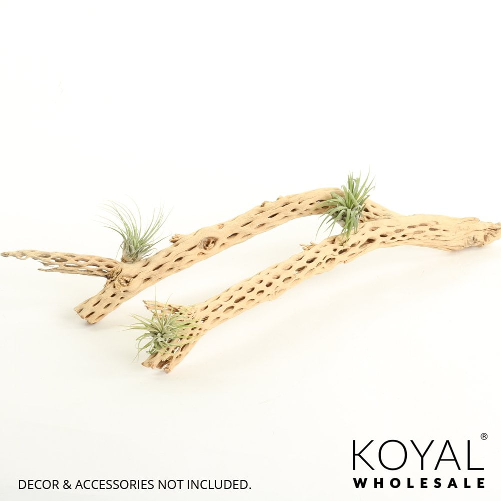 Koyal Wholesale Cholla Wood 12-Inch, Aquarium Branches, Airplants Decor, Reptile Perch, Natural Home Decoration