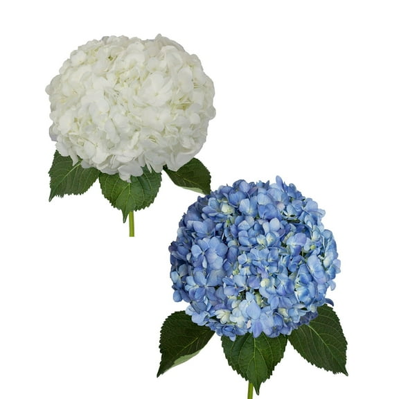 Hydrangeas 30 Stems of White and Shocking Blue Fresh Cut Flowers by Bloomingmore