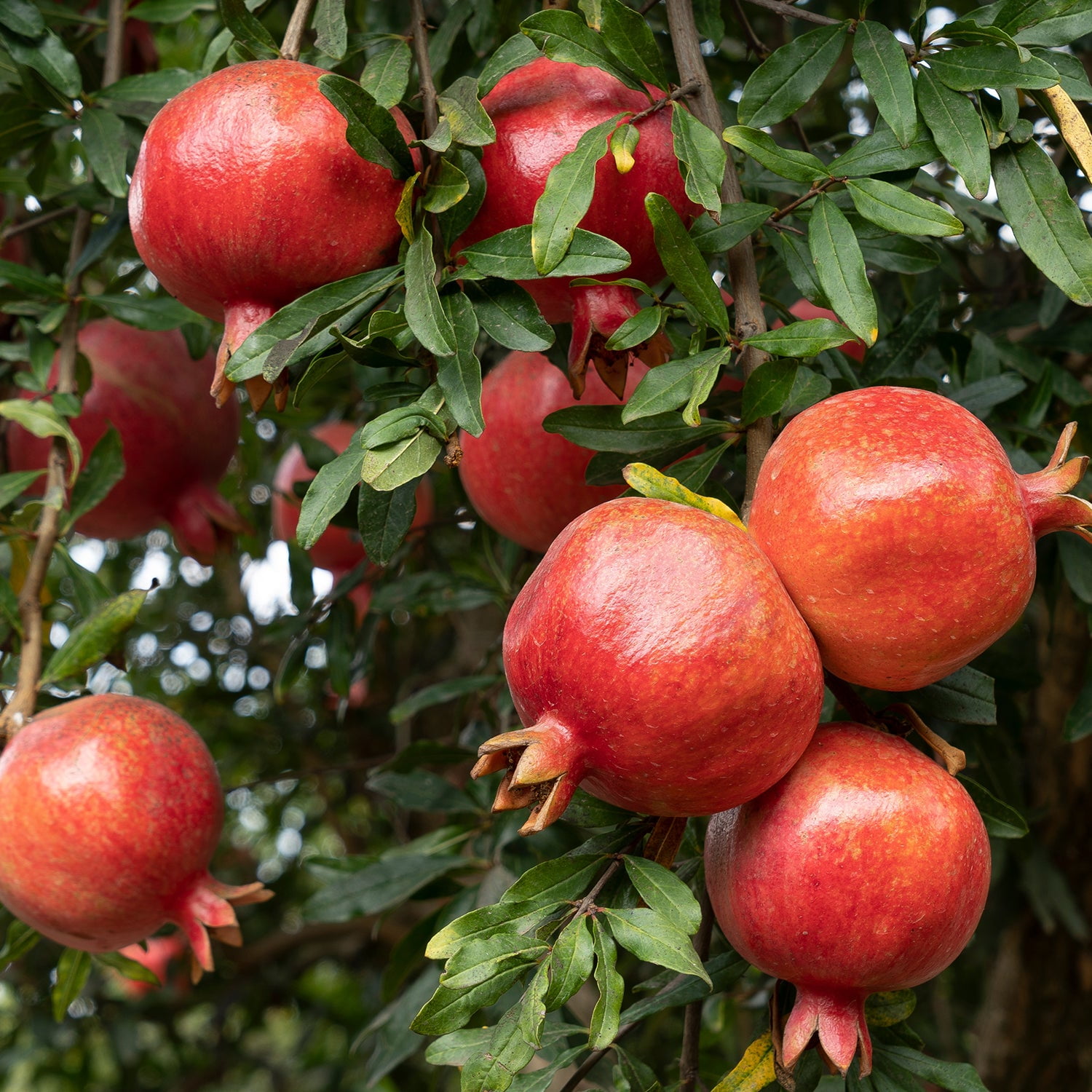 Expert Gardener Parfianka Pomegranate Live Tree, 3-4 ft Tall, 7-Gallon Grower Pot