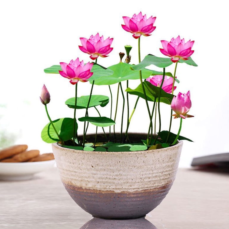 indoor wall planter ideas WallyGrow Eco Wall Planter – ECOVIBE