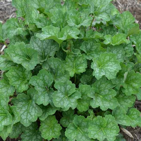 Outsidepride Heuchera Americana Plant Flower Seed - 2000 Seeds