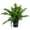 1 Plant, variant on Macho Fern - Live Plant in a 6 Inch Pot - Nephrolepsis Biserrta 'Macho' - Florist Quality Ferns from Florida