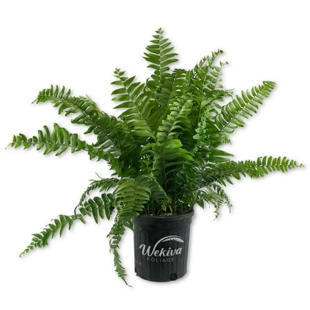 Macho Fern - Live Plant in a 6 Inch Pot - Nephrolepsis Biserrta 'Macho' - Florist Quality Ferns from Florida