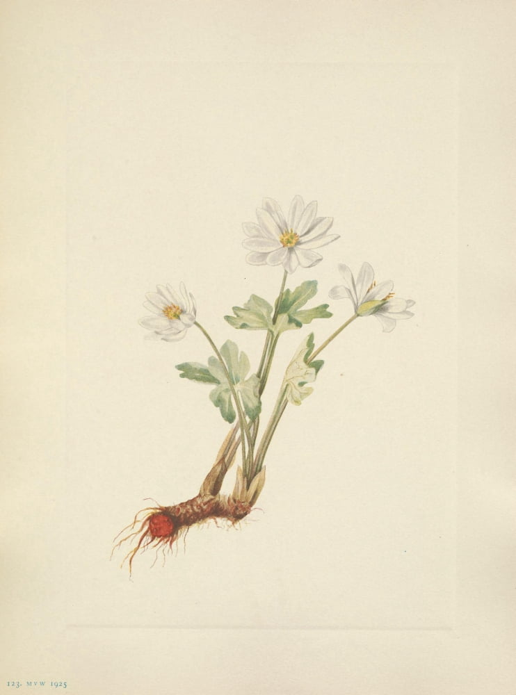 N American Wild Flo