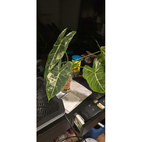Alocasia 'Frydek' Variegated Exact Plant Rare Plant- Root In Moss, Picture Nov 9, 2024