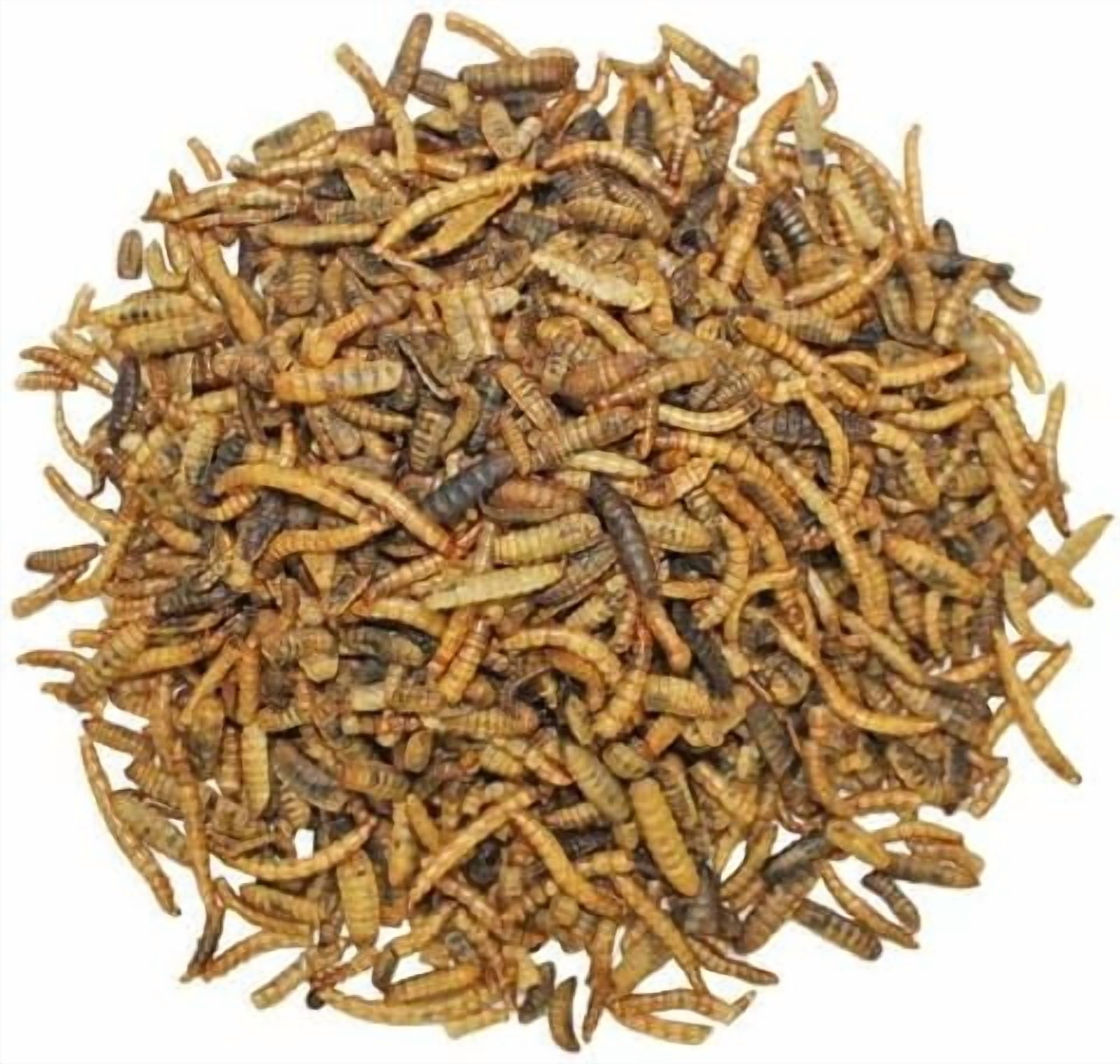 Exotic Nutrition EZ-Worms (20 lb.)- Blend of Dried Mealworms & Black Soldier Fly Larvae (BSFL) - Healthy Insect Treat - Chickens, Bluebirds, Sugar Gliders, Hedgehogs, Squirrels, Skunks, Reptiles