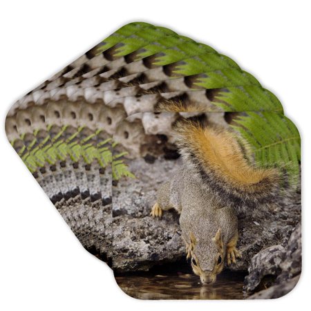 3drose, Eastern Fox Squirrel, Hill Country, Texas - Na02 Rnu0119 - Rolf Nussbaumer, Set of 8 Coasters - Cork
