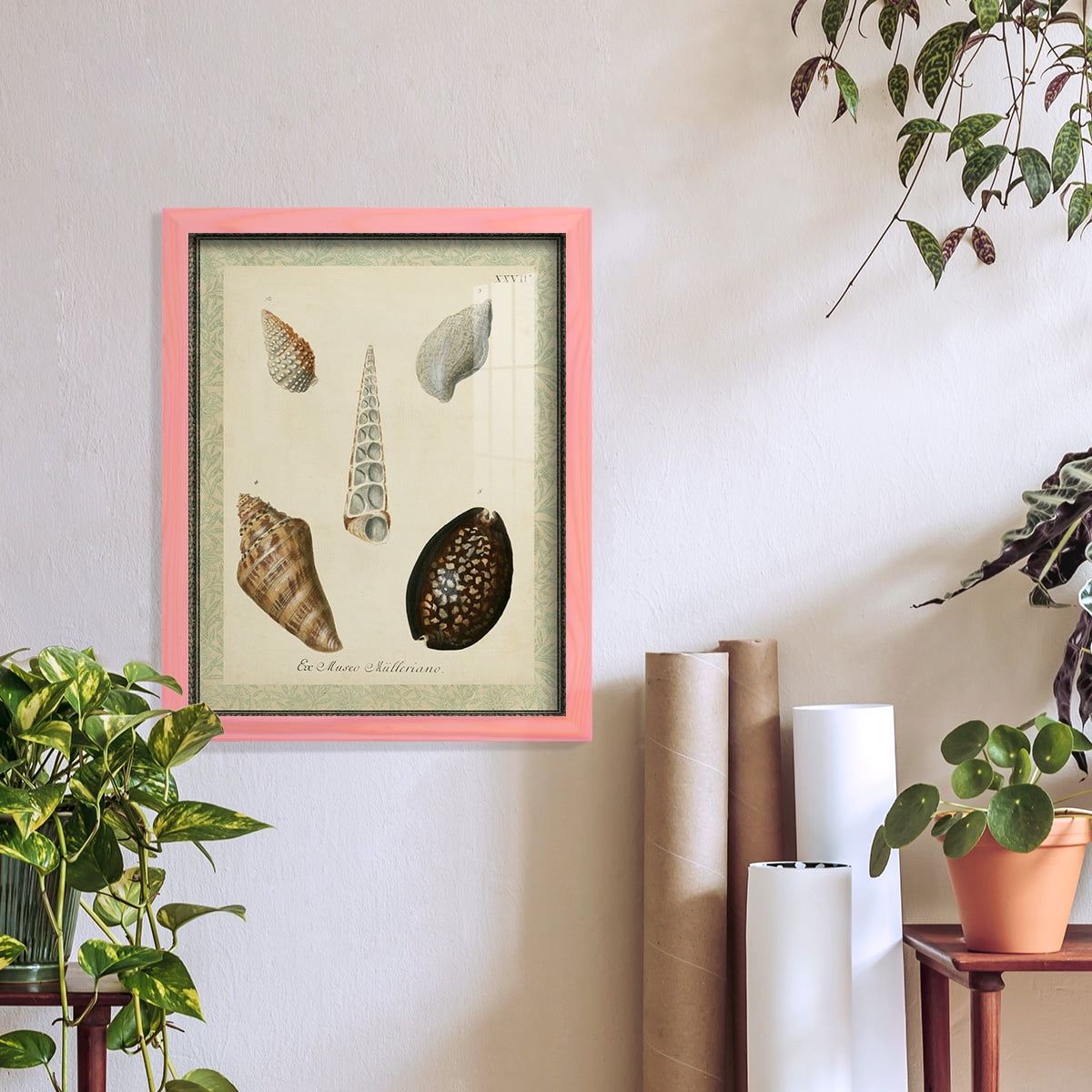 Bookplate Shells IX - Framed Print w/glass - Sunset Pink