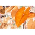 thumbnail image 2 of Stalus, Judy 18x13 White Modern Wood Framed Museum Art Print Titled - Elephant Ears, 2 of 4