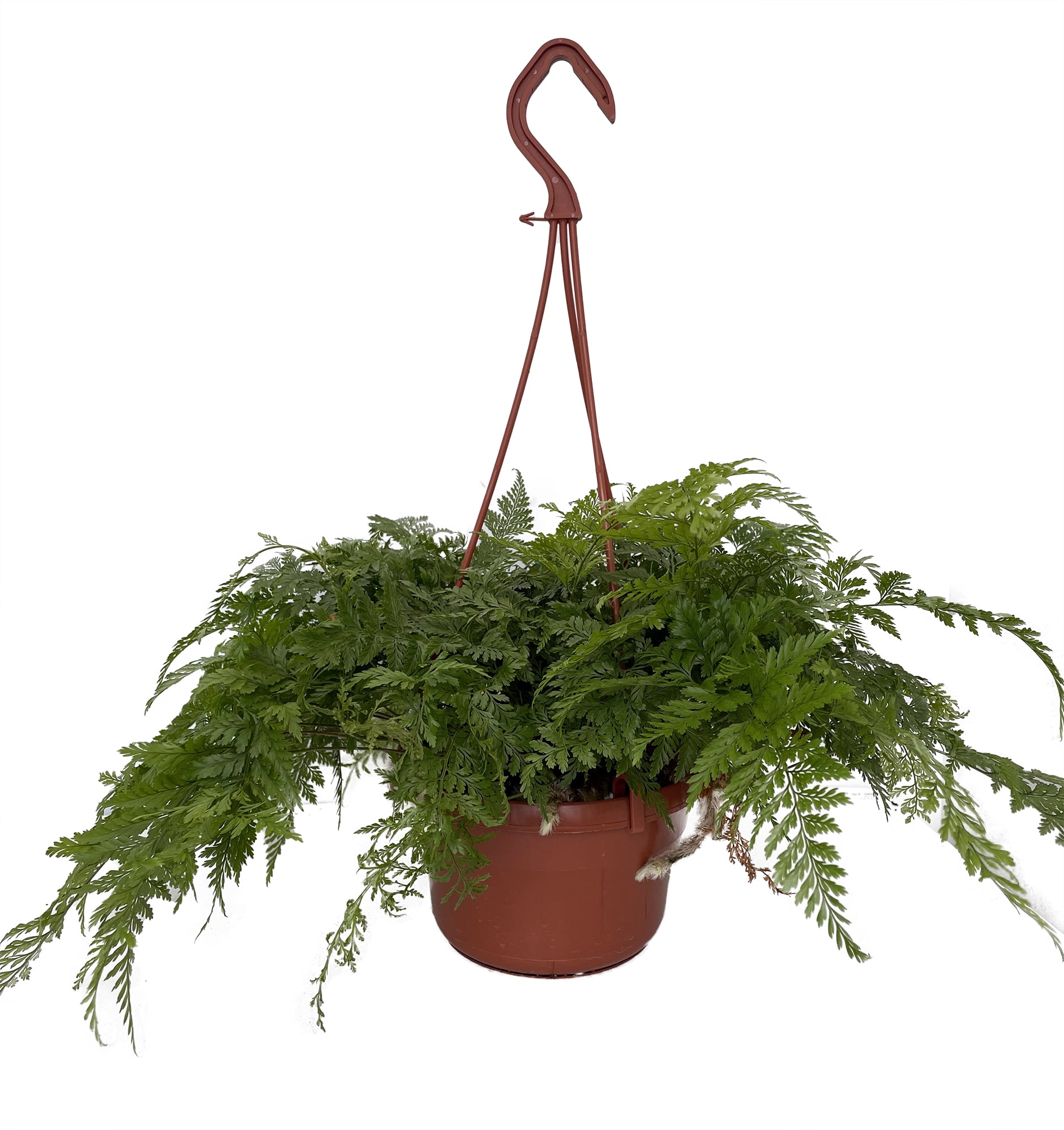 Black Rabbit's Foot Fern 6" Hanging Basket Davallia trichomanoides
