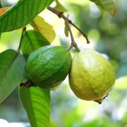PURE ORIGINAL INGREDIENTS Guava Leaf Powder, 8 oz, 4:1 Extract, Herbal Supplement, Pure & Undiluted