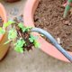 thumbnail image 2 of HASTHIP® Herramienta Manual para Eliminar Malas Hierbas de Jardín,4 Garras de Acero,14.1 Pulgadas Extractor Portátil y Ergonómico para Césped Macetas Huertos y Campos Verduras, 2 of 6