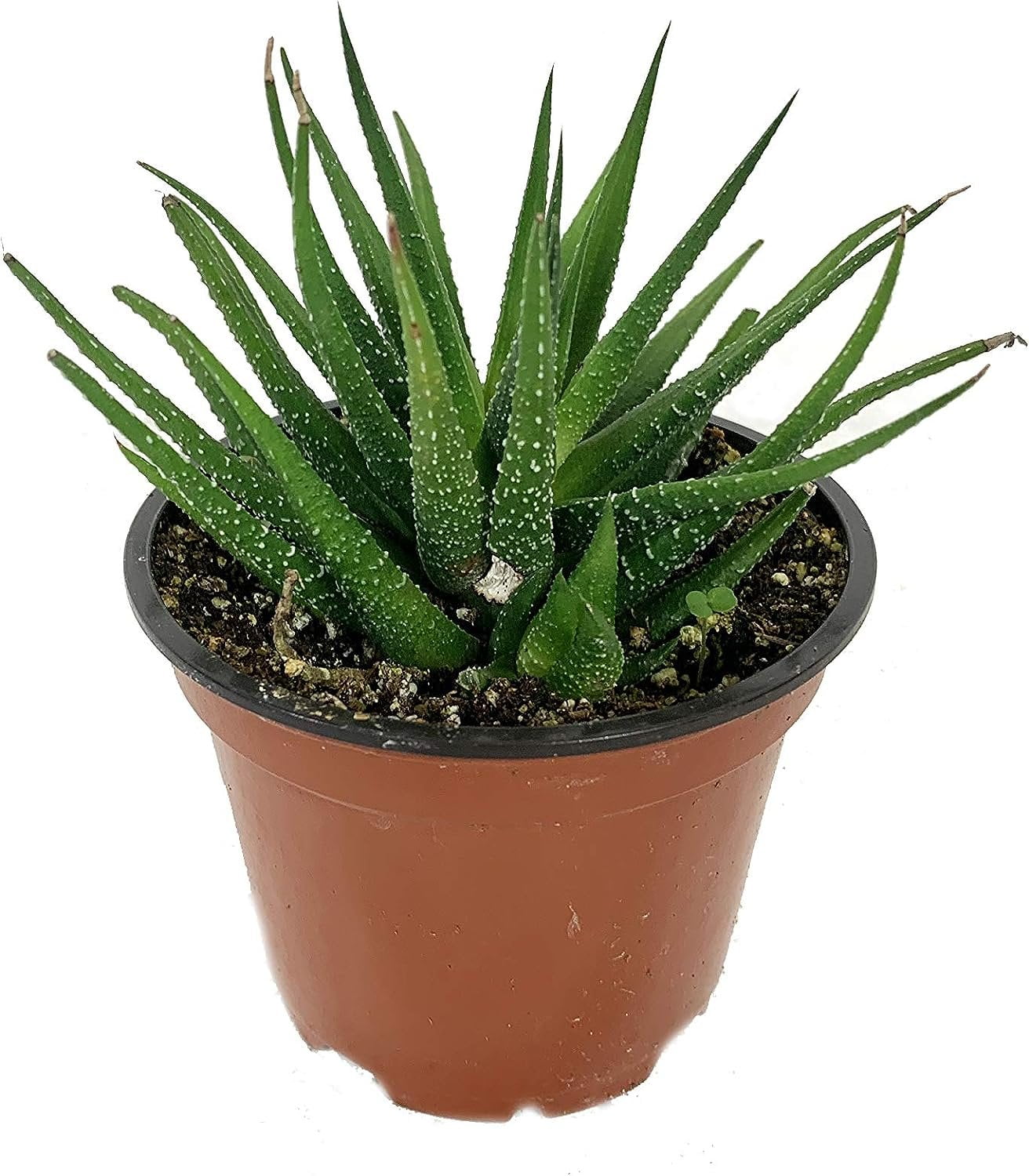 Artisan Grown Haworthia Succulent Collection  2 Live Haworthia Plants in 4 Inch Pots  Growers Choice - Hand-Picked for Beauty  Perfect Plant Assortment for Indoors or Outdoors
