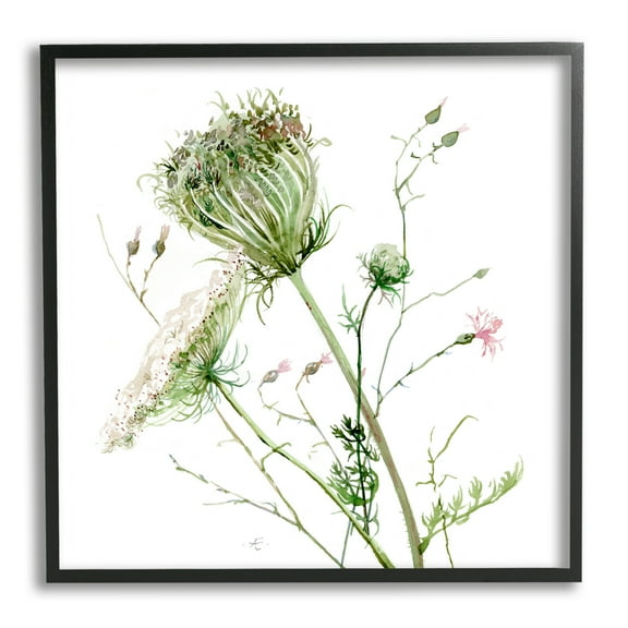 Stupell Industries Blooming Queen Anne's Lace Wildflower Watercolor Botanical & Floral Painting Black Framed Art Print Wall Art, 24 x 24