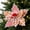 6Pcs, variant on Large Gingerbread Poinsettia Christmas Decorations 10" Jumbo Gingerbread Flowers Tree Picks Ginger Bread Christmas Tree Ornaments for Xmas New Year Wreath Garland Home Vase Decor