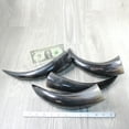 thumbnail image 3 of 4 Polished Cow Horns #3955    Natural colored, 3 of 4